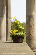 Yellow Basket